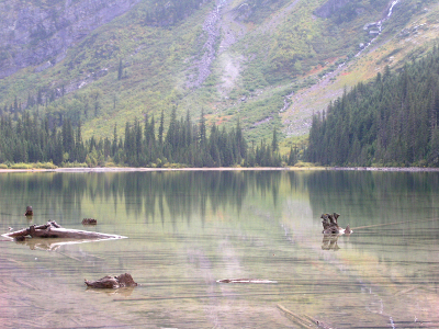 [The evergreens on the far shore are reflected in the water at that edge. On the near side the water has some tree stumps above the water line and lots of visible long wood poles resting on the bottom of the lake.]